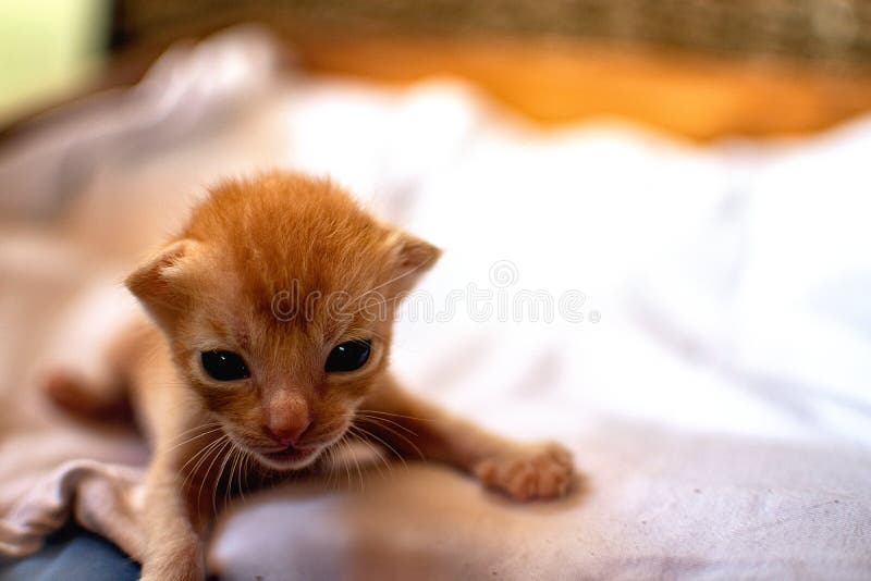 Newborn Red Kitten. New Born Baby Cat. Cute Baby Close Photo. Lovely Kitty Wants Mom, Wants Mommy Tits. Sweet Baby Stock Image - Image of animal, baby: 131560805