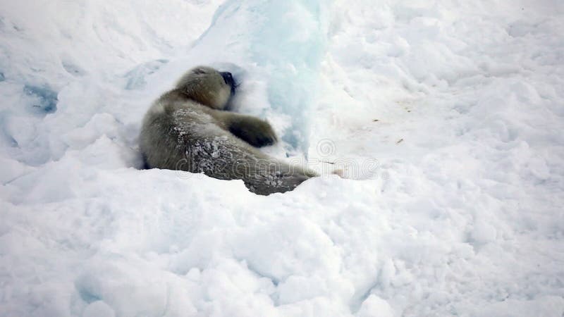 Newborn Seal Pup In Ice And Snow In Search Of Mom