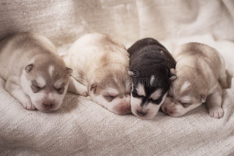 Newborn Siberian Husky Puppies Stock Image Image of