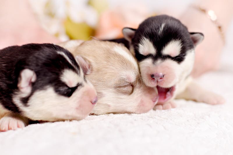 Newborn Siberian Husky Puppy Stock Photo Image of