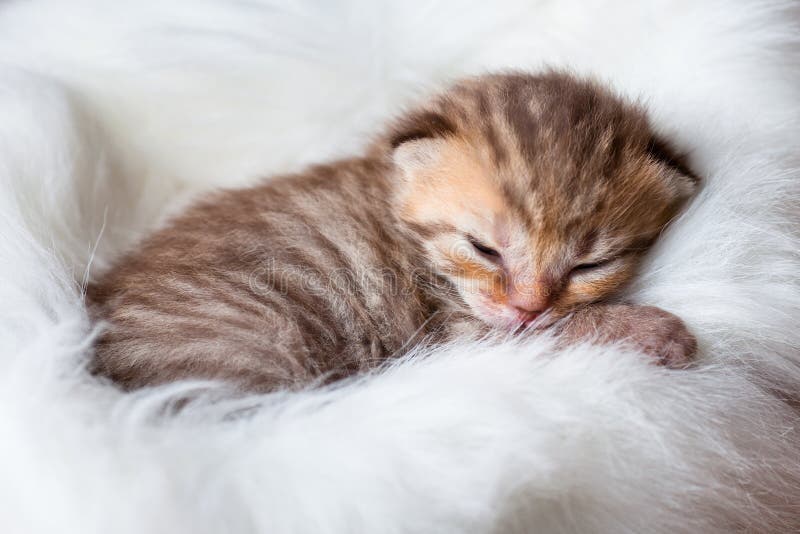 Newborn sleeping baby cat stock image