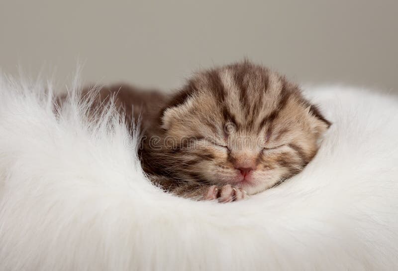 Newborn Sleeping British Baby Cat Stock Image Image of kitten