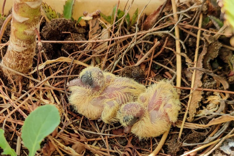 Newborn turtle dove chicks in the nest. Closeup.