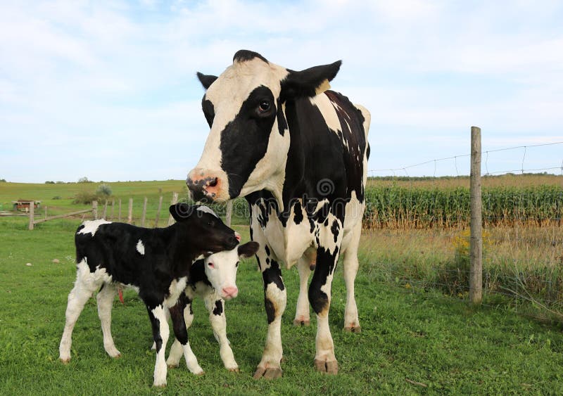 Holstein cow with her twin calves
