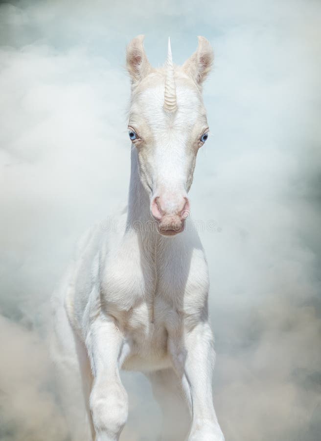 Newborn Unicorn gallops through magical smoke. Model for this unicorn was newborn Welsh pony.