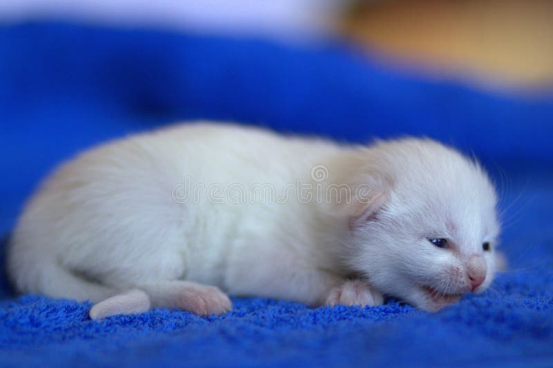 Newborn white kitten stock photo. Image of kitten, hair 54778396