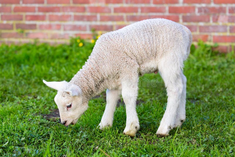 Newborn White Lamb Eating Grass in Spring Stock Image Image of