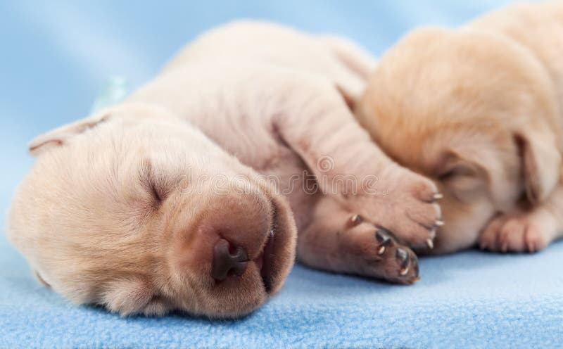 newly born labrador puppies