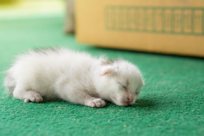 Gatos y recien nacidos