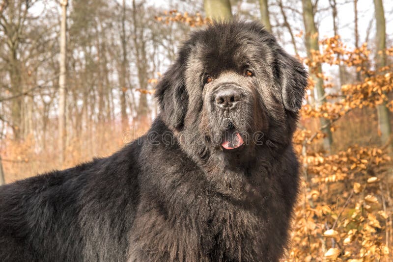 big newfoundland dog