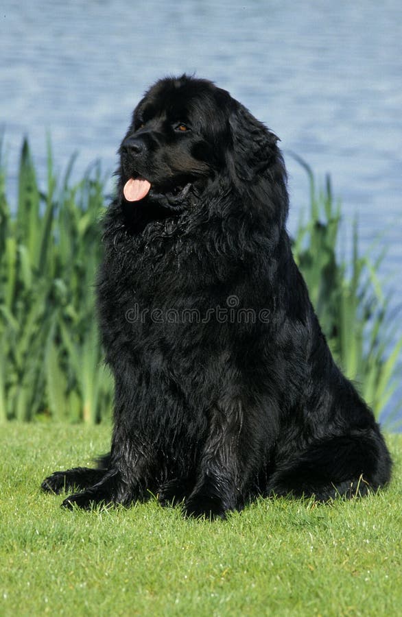 Newfoundland Dog Sitting Near Water Stock Photo Image of quarter