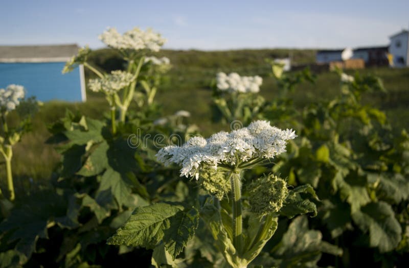 Newfoundland flowers stock photo. Image of newfoundland 42894196