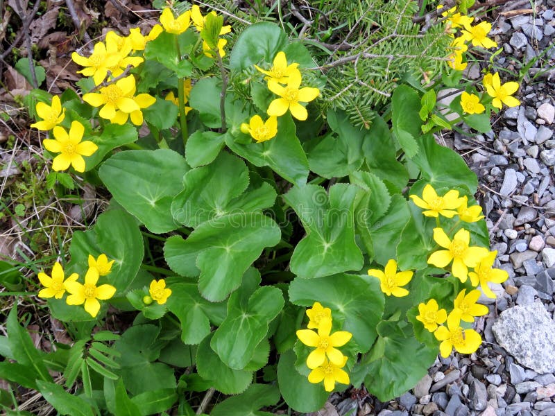 Wild flowers newfoundland stock image. Image of wild 43373909