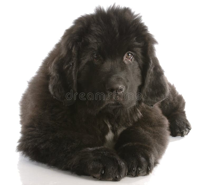 Newfoundland Puppy with Stuffed Toy Stock Photo Image of cute, card