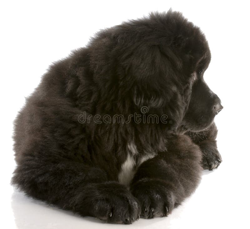 Newfoundland Puppy with Stuffed Toy Stock Photo Image of cute, card