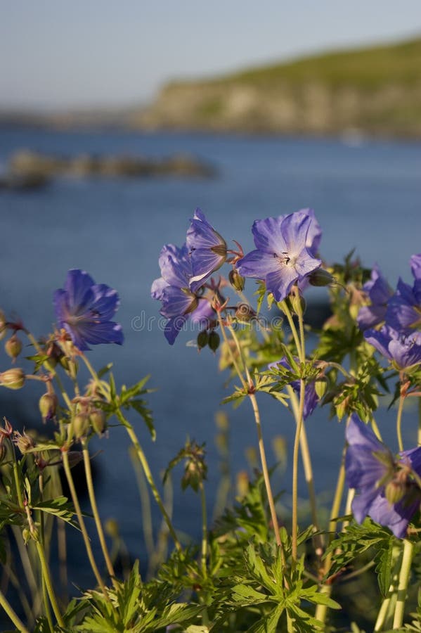 Newfoundland S Harebell Flower Stock Photo Image of canada, explore