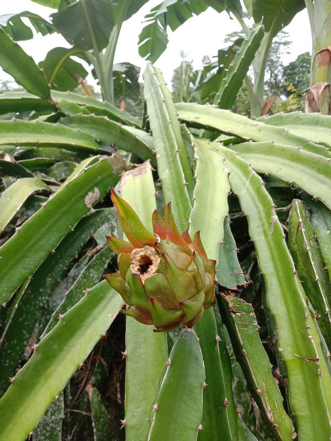 The Newly Blooming Dragon Fruit is Green ï¿¼ Stock Photo Image of