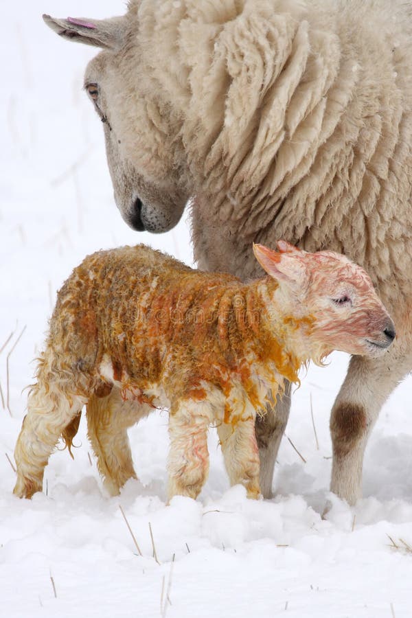 Newly born lamb in the snow