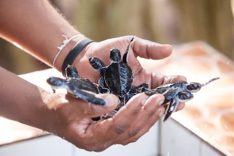 Newly hatched babies turtle