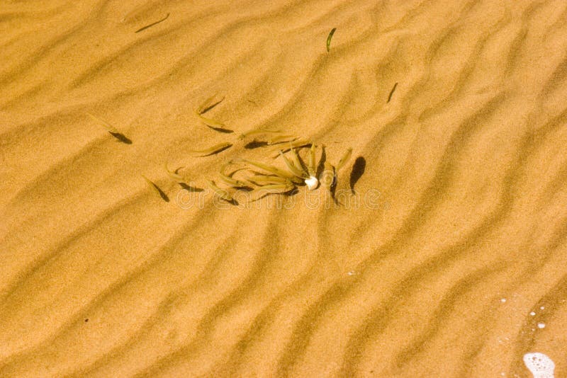 Newly-hatched fishes