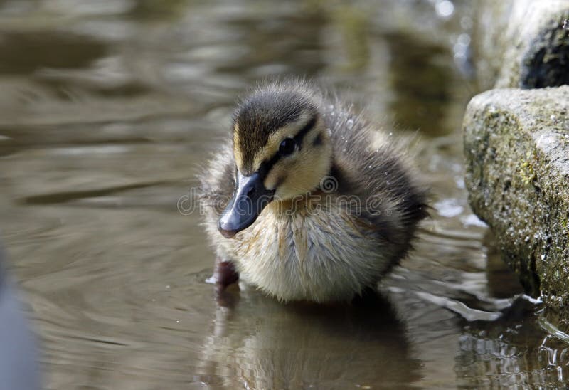 Newly Hatched Mallard Ducklings by the Lake Stock Image Image of