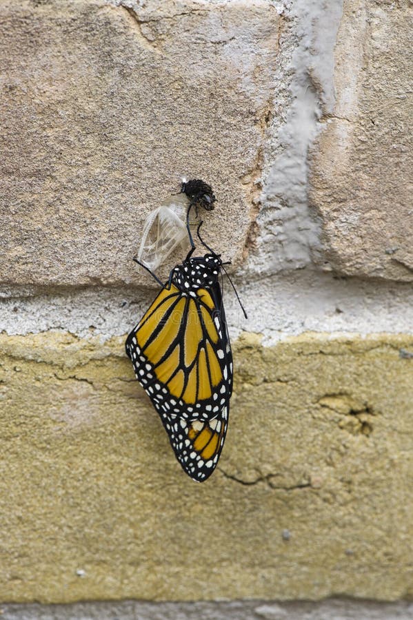 Newly hatched monarch stock photo. Image of fauna, entomological 34503136