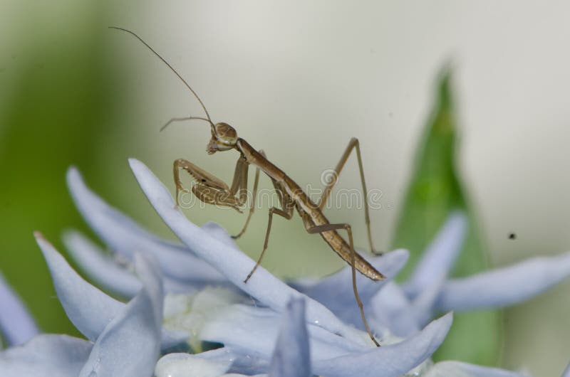 Juvenile Praying Mantis stock photo. Image of wings 101790342