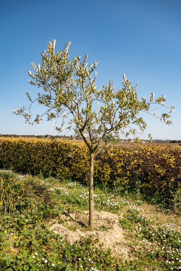 Young Olive Tree in the Garden Stock Photo Image of trees, growth
