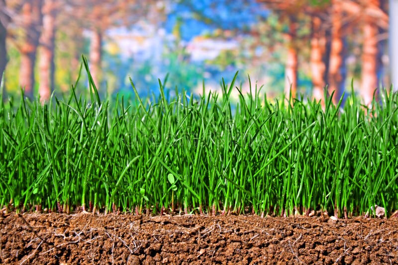 Newly Sown Grass Seed Showing Roots in the Soil Stock Image Image of