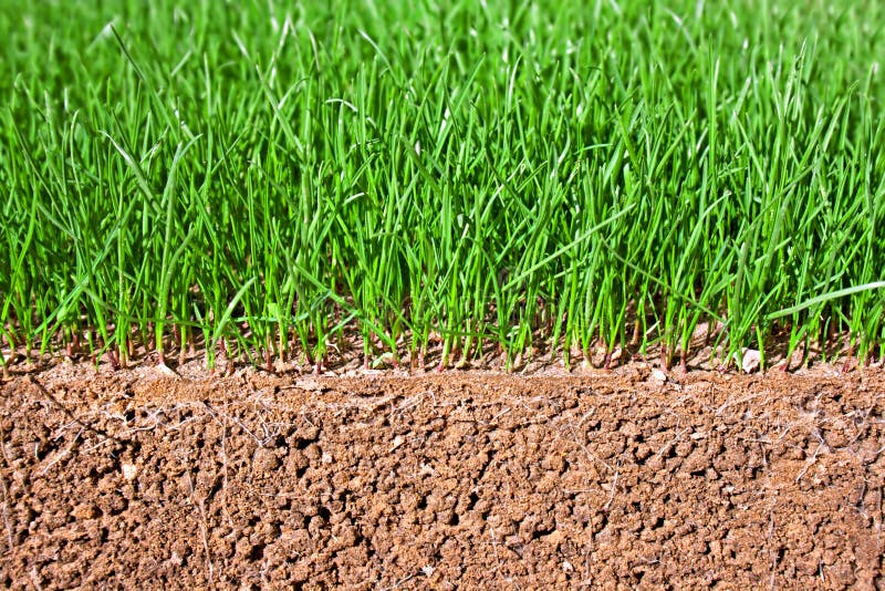 Newly Sown Grass Seed Showing Roots In The Soil Stock Image Image of