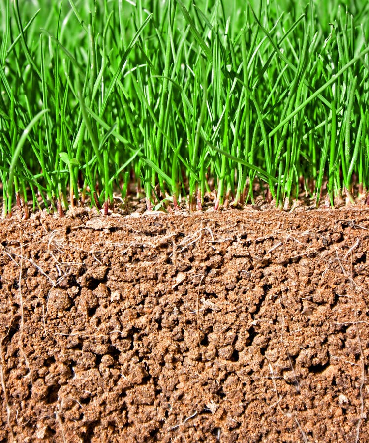 Newly Sown Grass Seed Showing Roots in the Soil Stock Image Image of