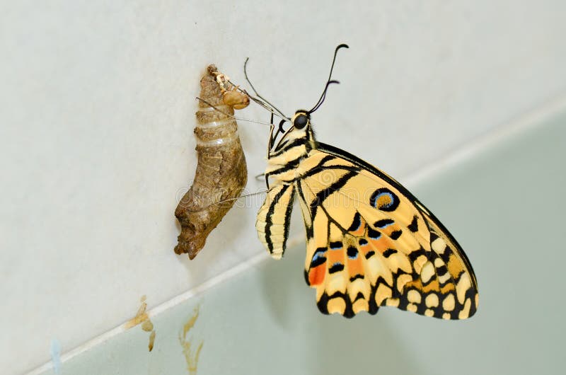Newly transformed Papilio demoleus libanius butterfly. Newly transformed Papilio demoleus libanius butterfly