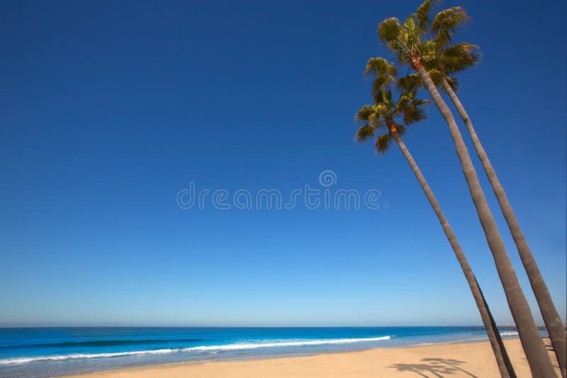 Newport beach California three palm trees group on shore. Newport beach California three palm trees group on shore