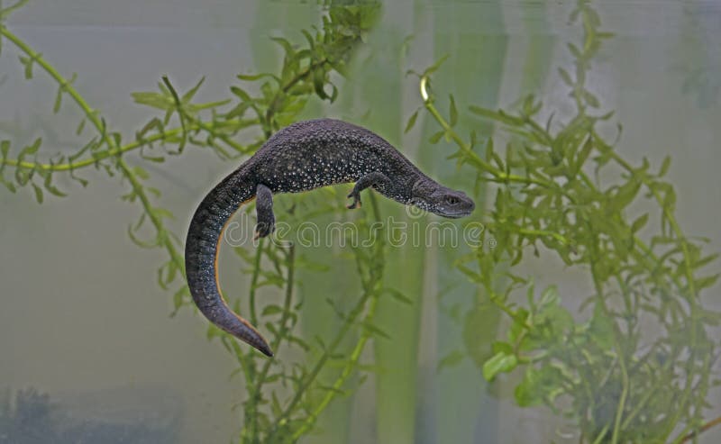 newt Grande-con cresta, cristatus del Triturus, imágenes de archivo libres de regalías newt Grande-con cresta, cristatus del Triturus, imágenes de archivo libres de regalías