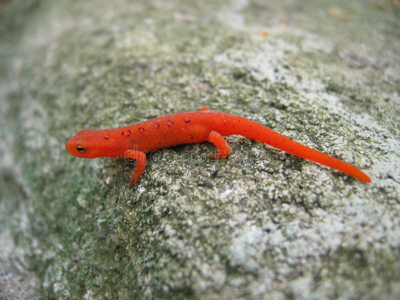 Newt manchado vermelho imagem de stock royalty free Newt manchado vermelho imagem de stock royalty free