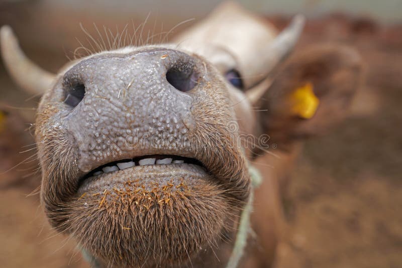 Nez et dents drôles d'un visage curieux du ` s de vache photo libre de droits Nez et dents drôles d'un visage curieux du ` s de vache photo libre de droits