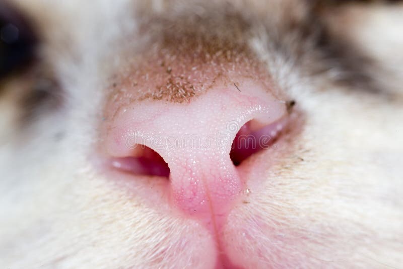 Nez Sale D Un Petit Chaton Photo Stock Image Du Chat