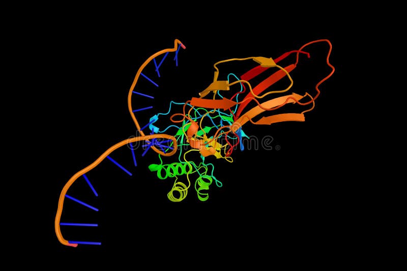 sugar phosphate backbone chromosome sugar phosphate backbone chromosome