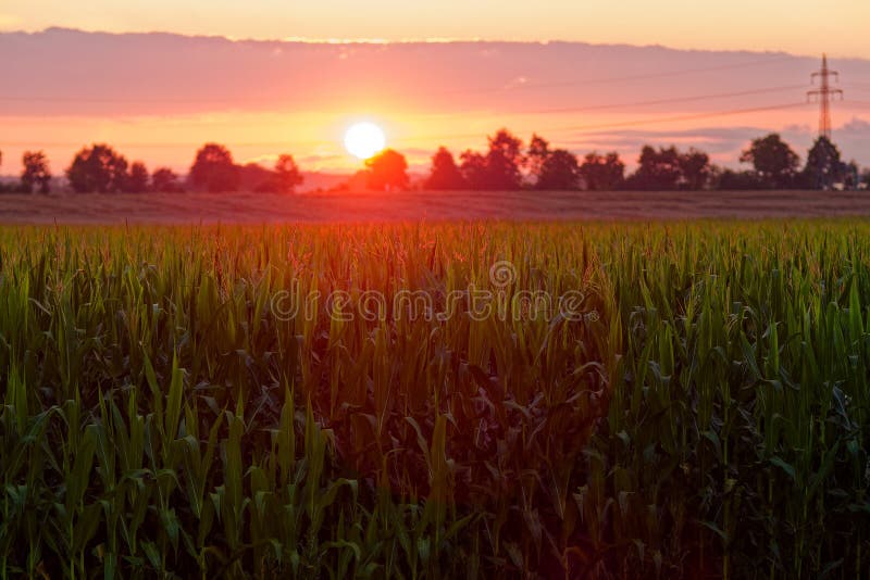 Nfield efter solnedgång på landsbygden Sommarstämning arkivbilder