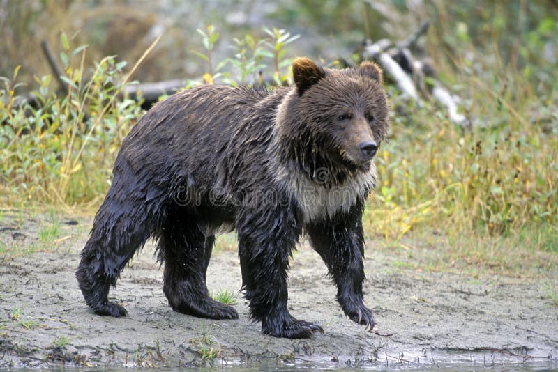 A hungry Grizzly Bear watching for salmon at river shore. A hungry Grizzly Bear watching for salmon at river shore.