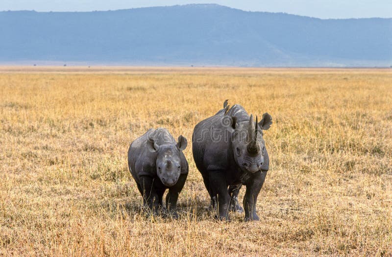 Ngorongoro rhinoceros
