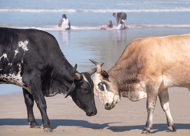 Nguni-K? he schlie? en H? rner auf dem Strand, am zweiten Strand, Port-St Johns auf der wilden K? ste in Transkei, S? dafrika zu lizenzfreies stockbild