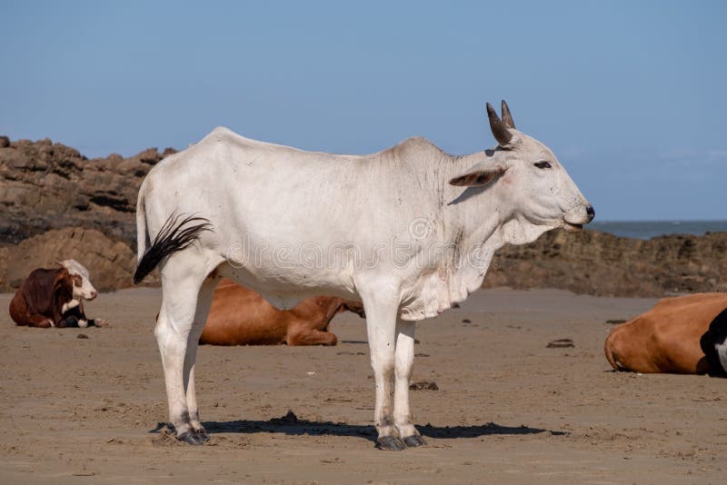 Nguni schüchtert am zweiten Strand, bei Port-St Johns auf der wilden Küste in Transkei, Südafrika ein lizenzfreies stockfoto