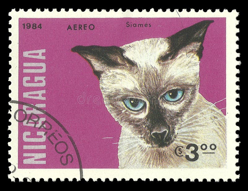 Cats, Siamese Cat royalty free stock image Cats, Siamese Cat royalty free stock image