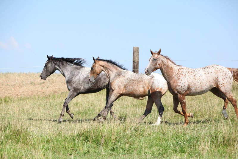 557 Appaloosa Horses Stock Photos - Free & Royalty-Free Stock Photos from  Dreamstime