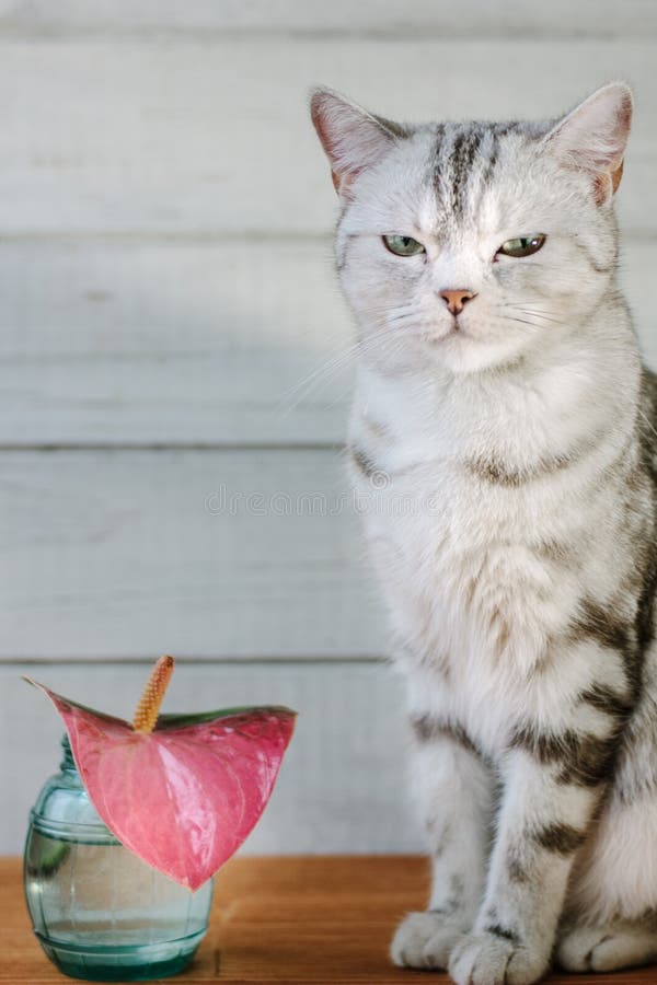 Nice Aroma Concept Cat Sitting Behind the Nice Scent Flower. Stock
