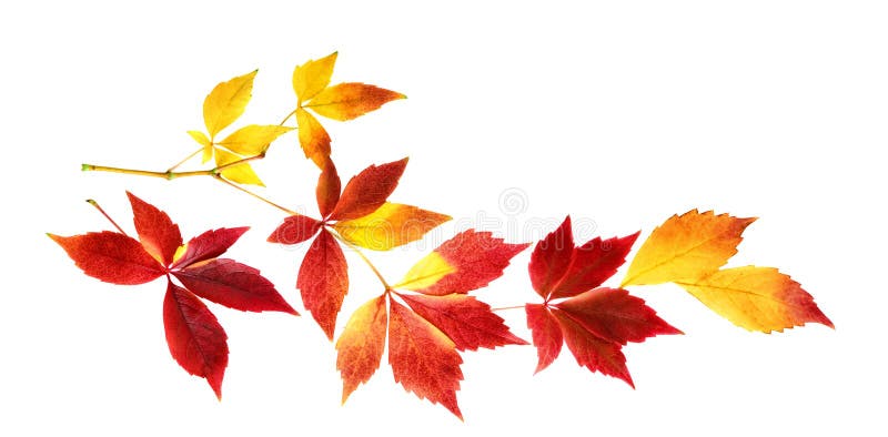 Nice autumn leaves on a twig, isolated