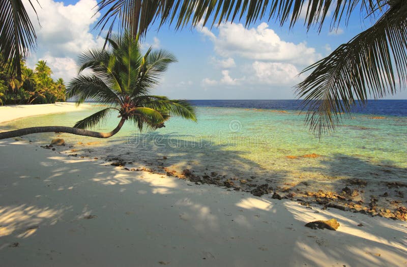 Nice beach with palm tree