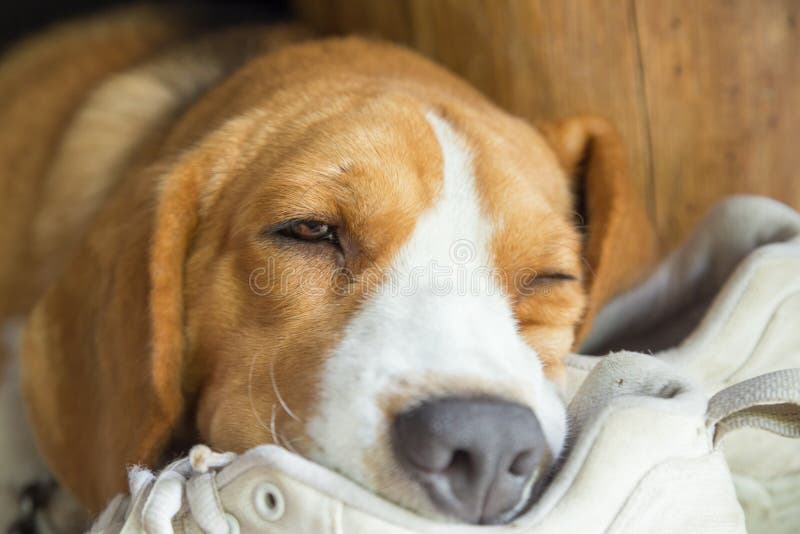 Nice beagle dog boy sleep stock photo. Image of canine 57937862
