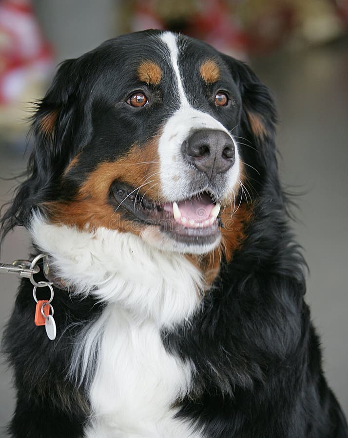 Nice Berner Dog 4